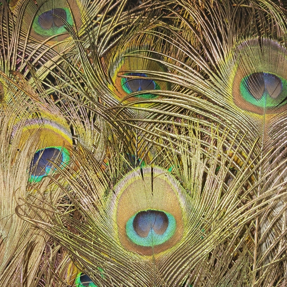 High Quality Peacock Feathers